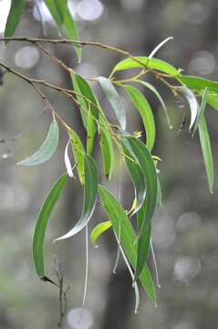 Image of Smithton peppermint gum