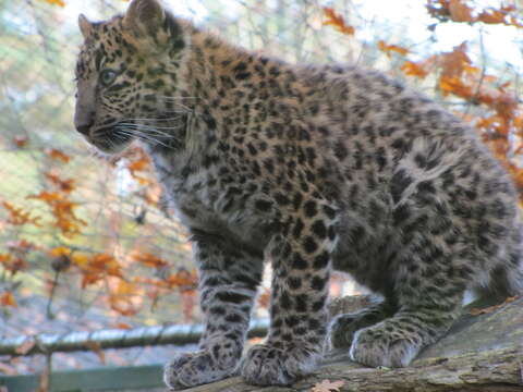 Image of North China leopard