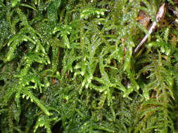 Image of claopodium moss