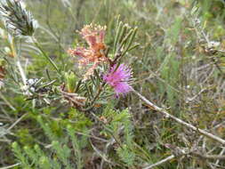 صورة Melaleuca holosericea Schau.