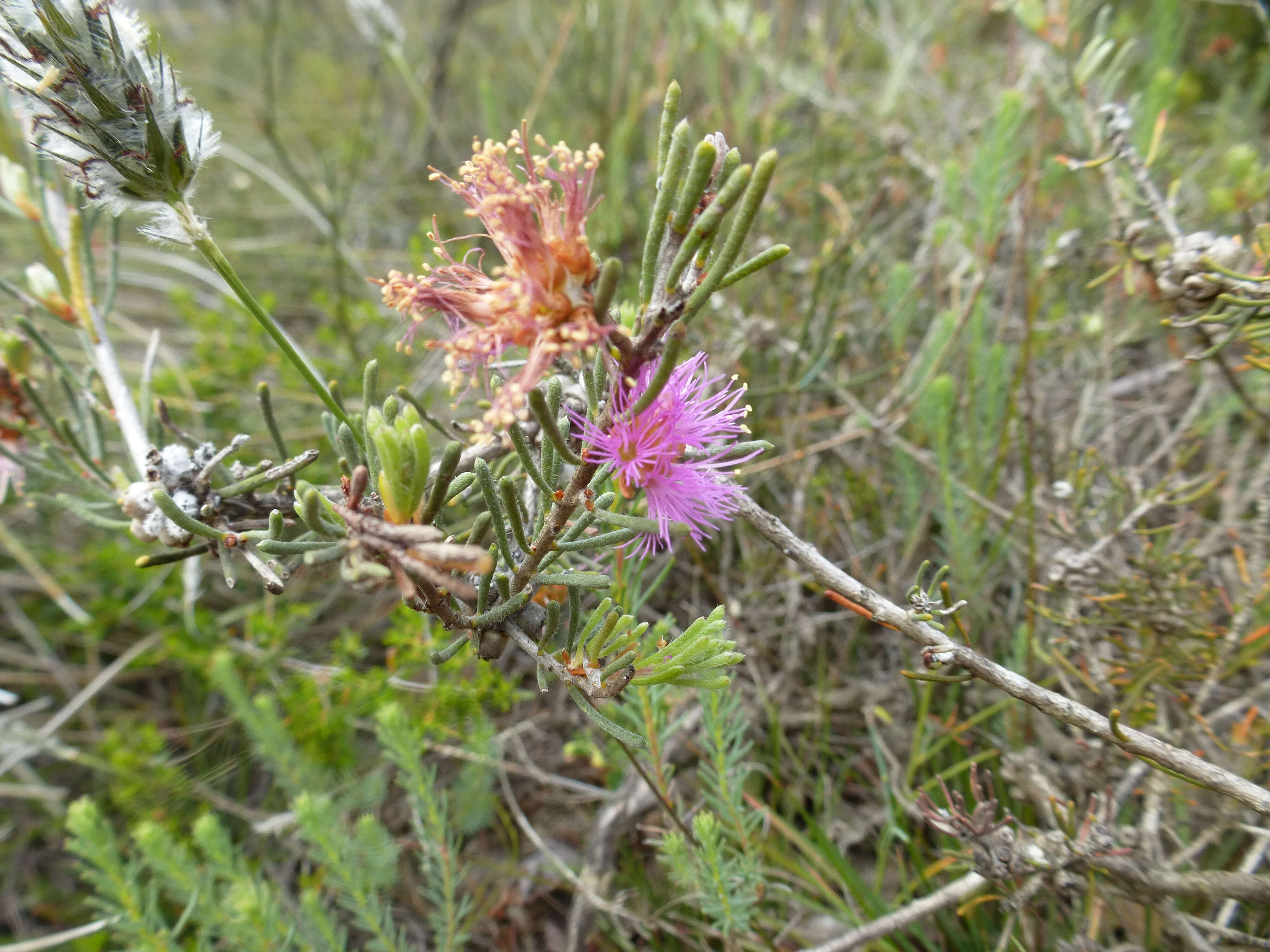 Sivun Melaleuca holosericea Schau. kuva