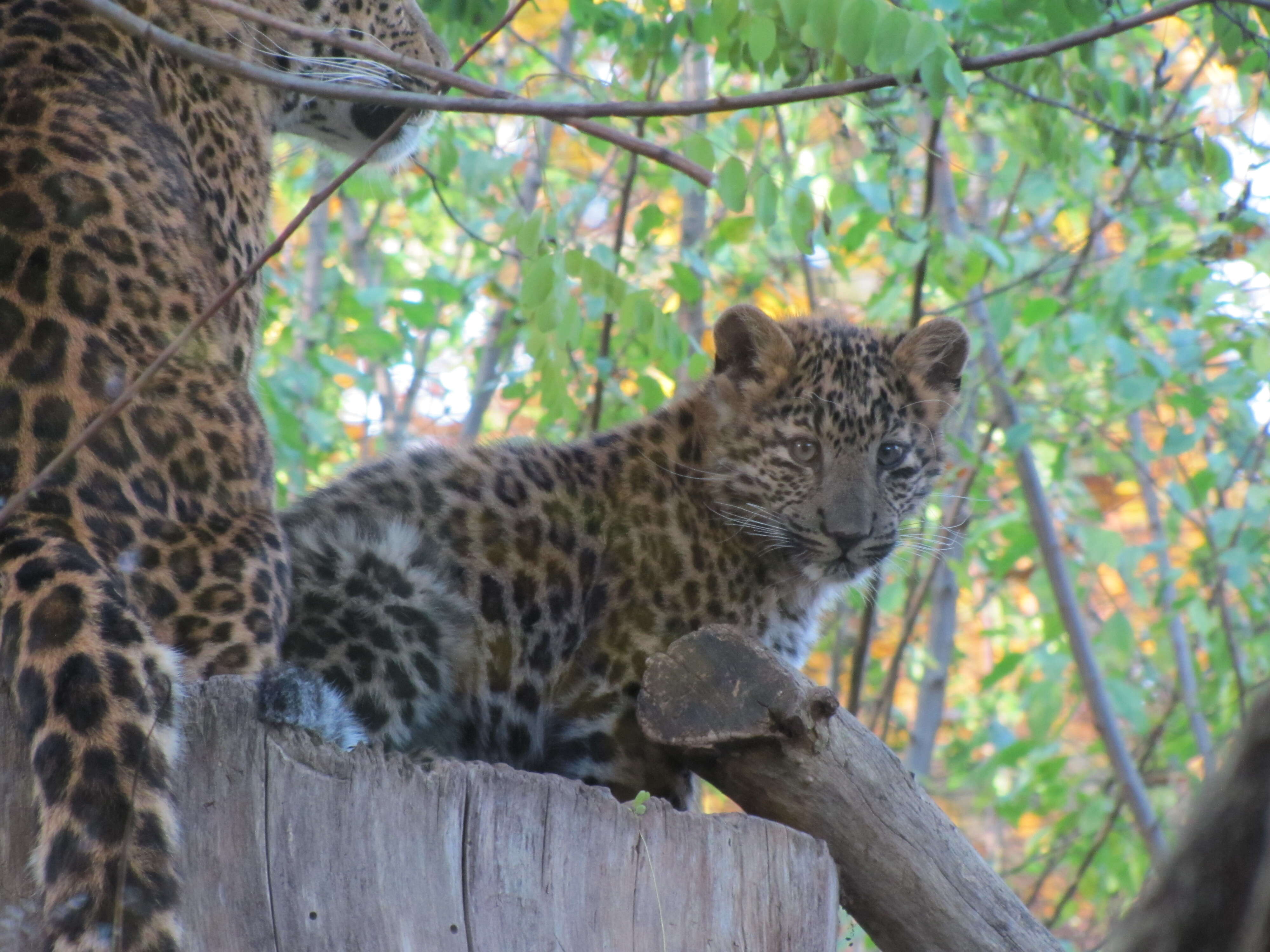 Image of North China leopard