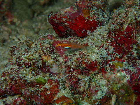 Image of Neon dwarfgoby