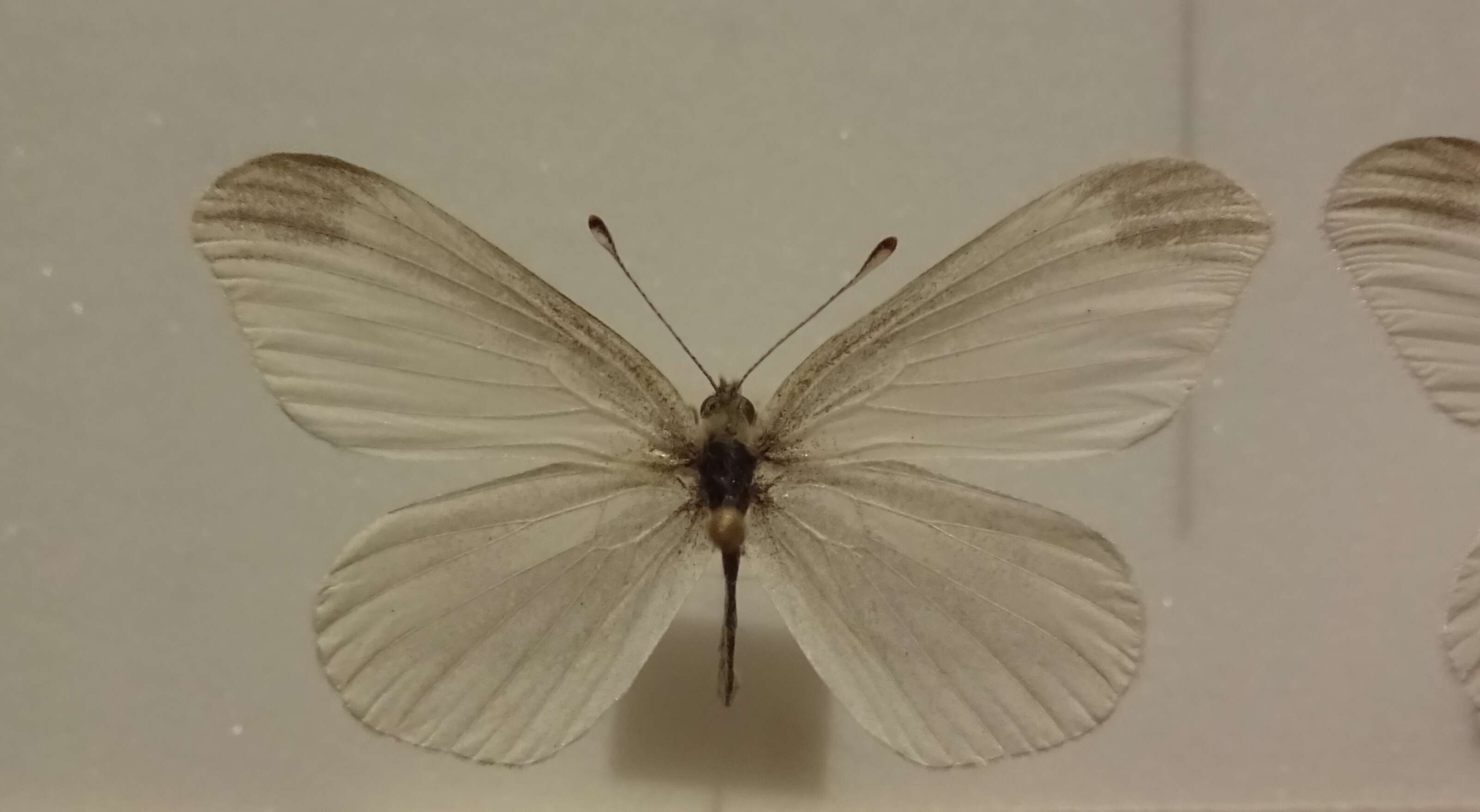 Image of Leptidea amurensis (Ménétriés 1859)
