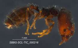 Plancia ëd Pheidole clementensis Gregg 1969