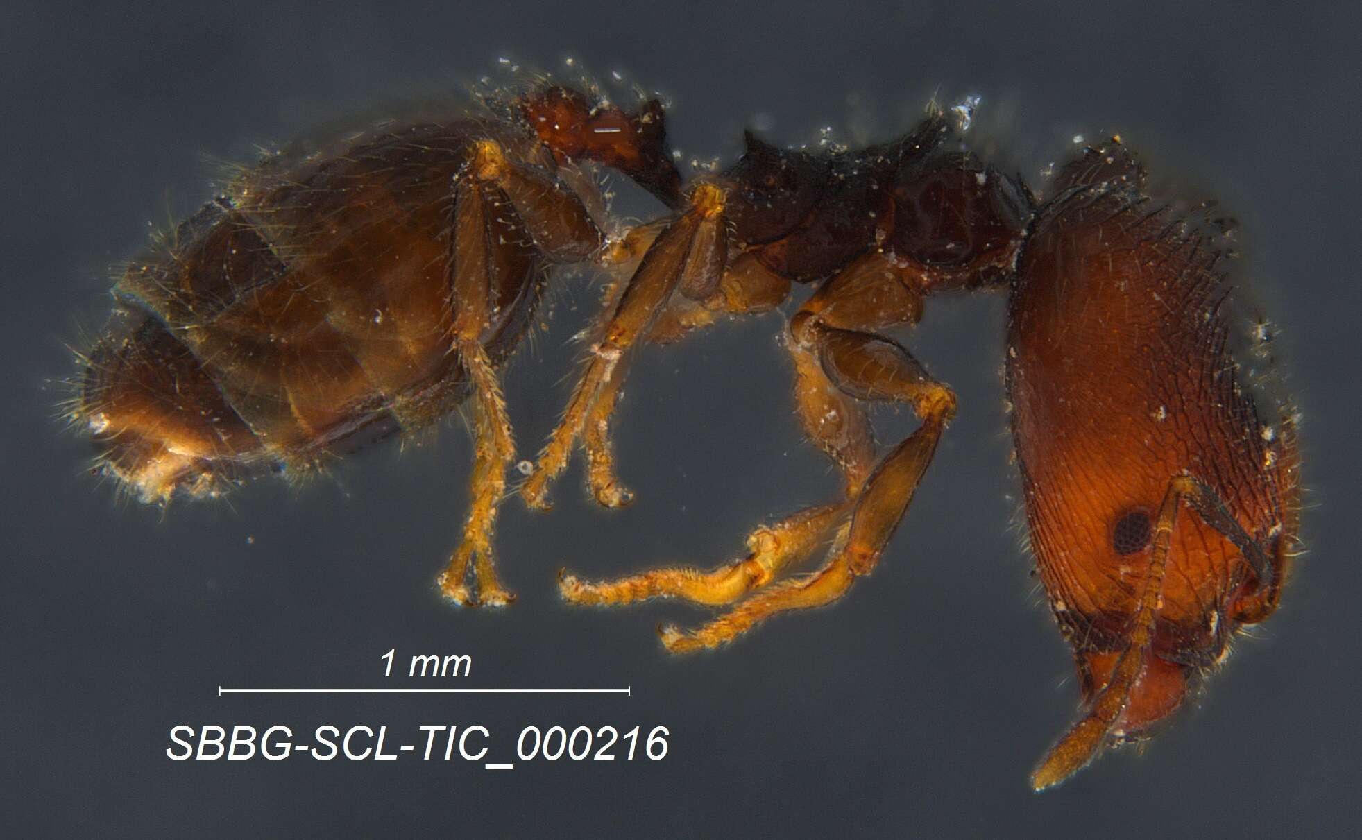 Plancia ëd Pheidole clementensis Gregg 1969