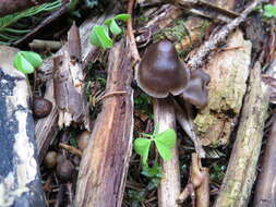 Sivun Mycena plumipes (Kalchbr.) P.-A. Moreau 2003 kuva