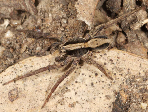 Image of Venatrix pseudospeciosa Framenau & Vink 2001