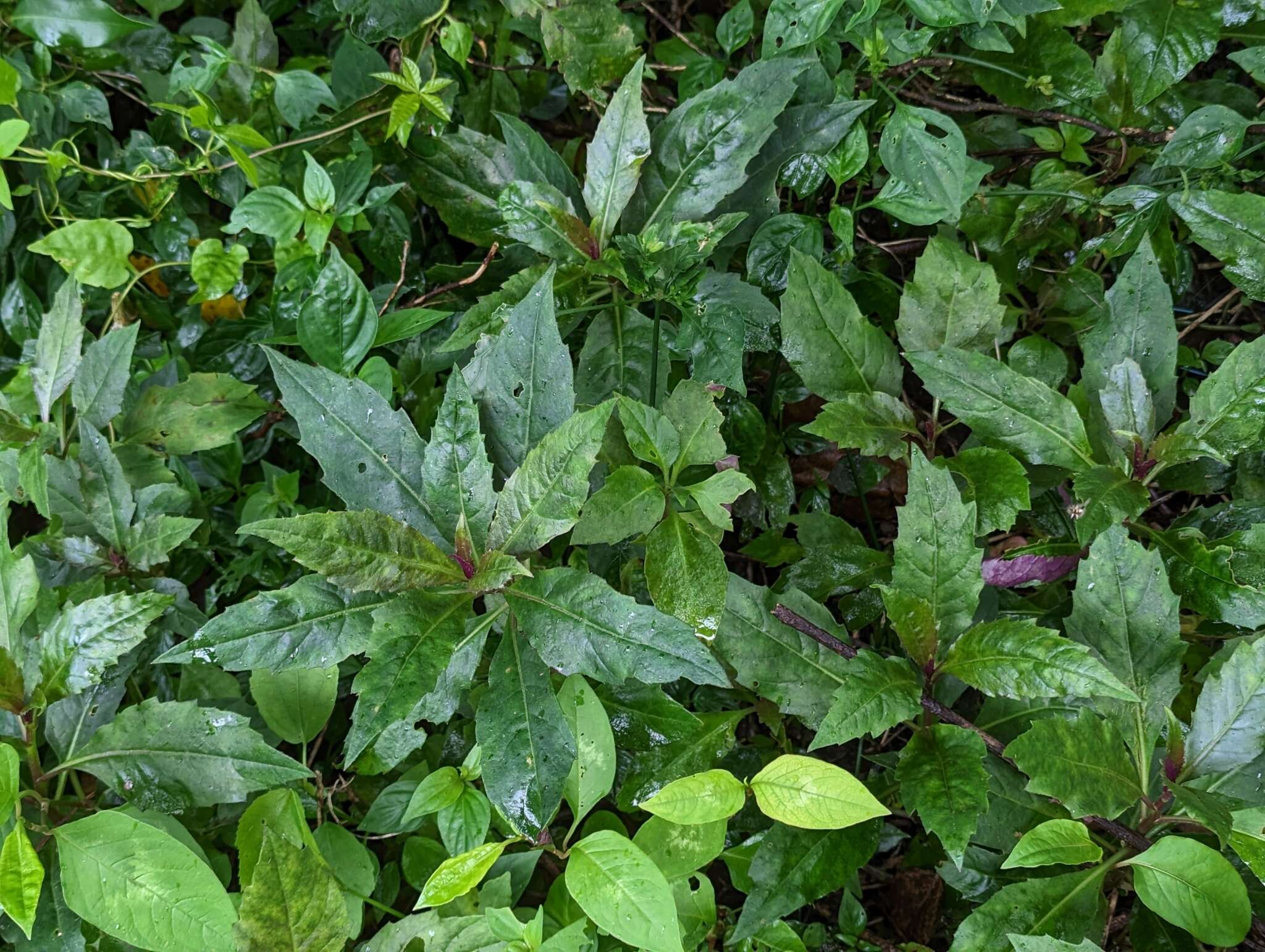 Image of Cineraria hybrids