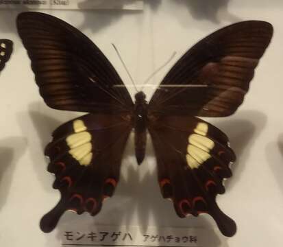 Papilio helenus Linnaeus 1758 resmi