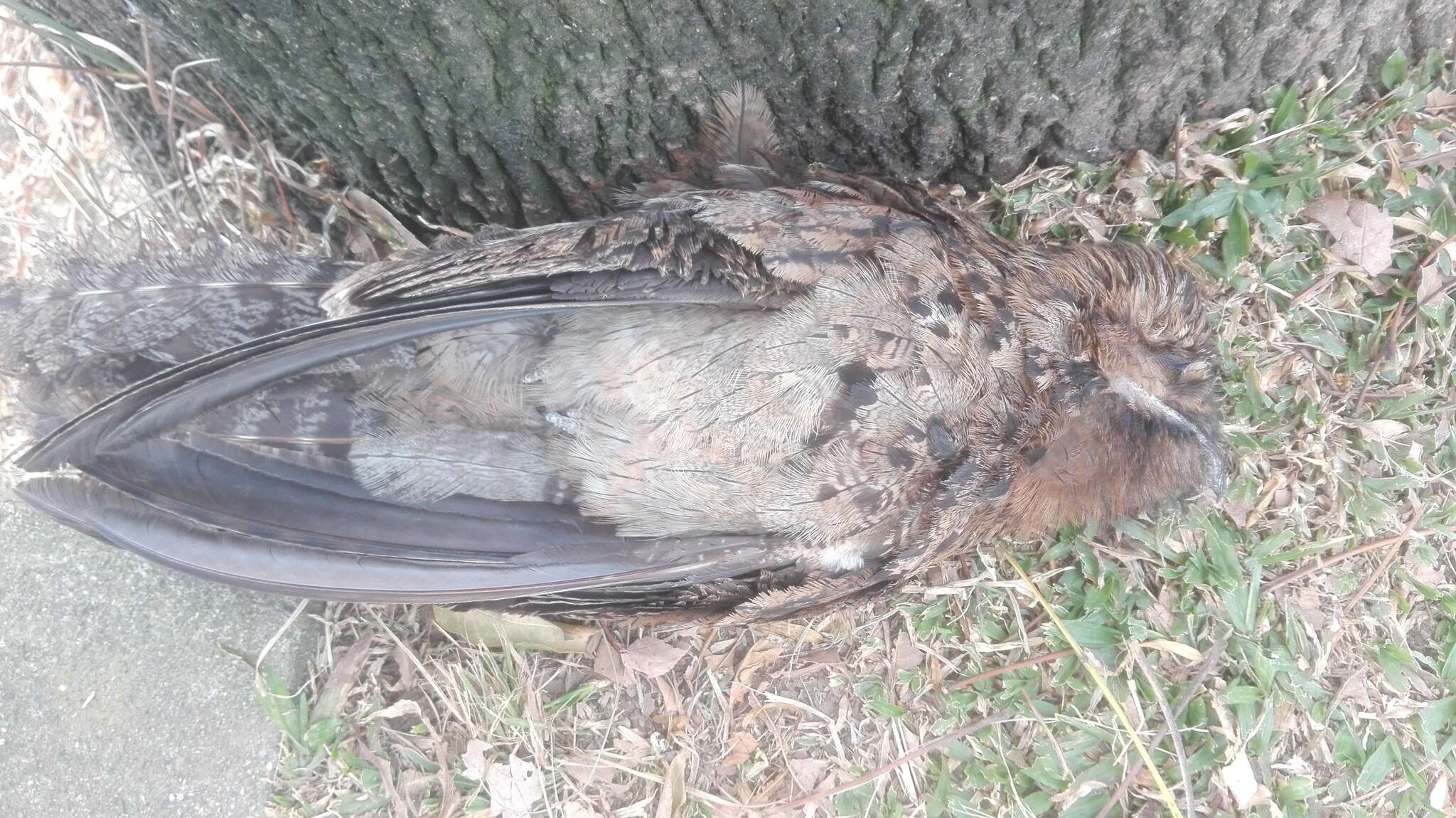 Image of Common Potoo