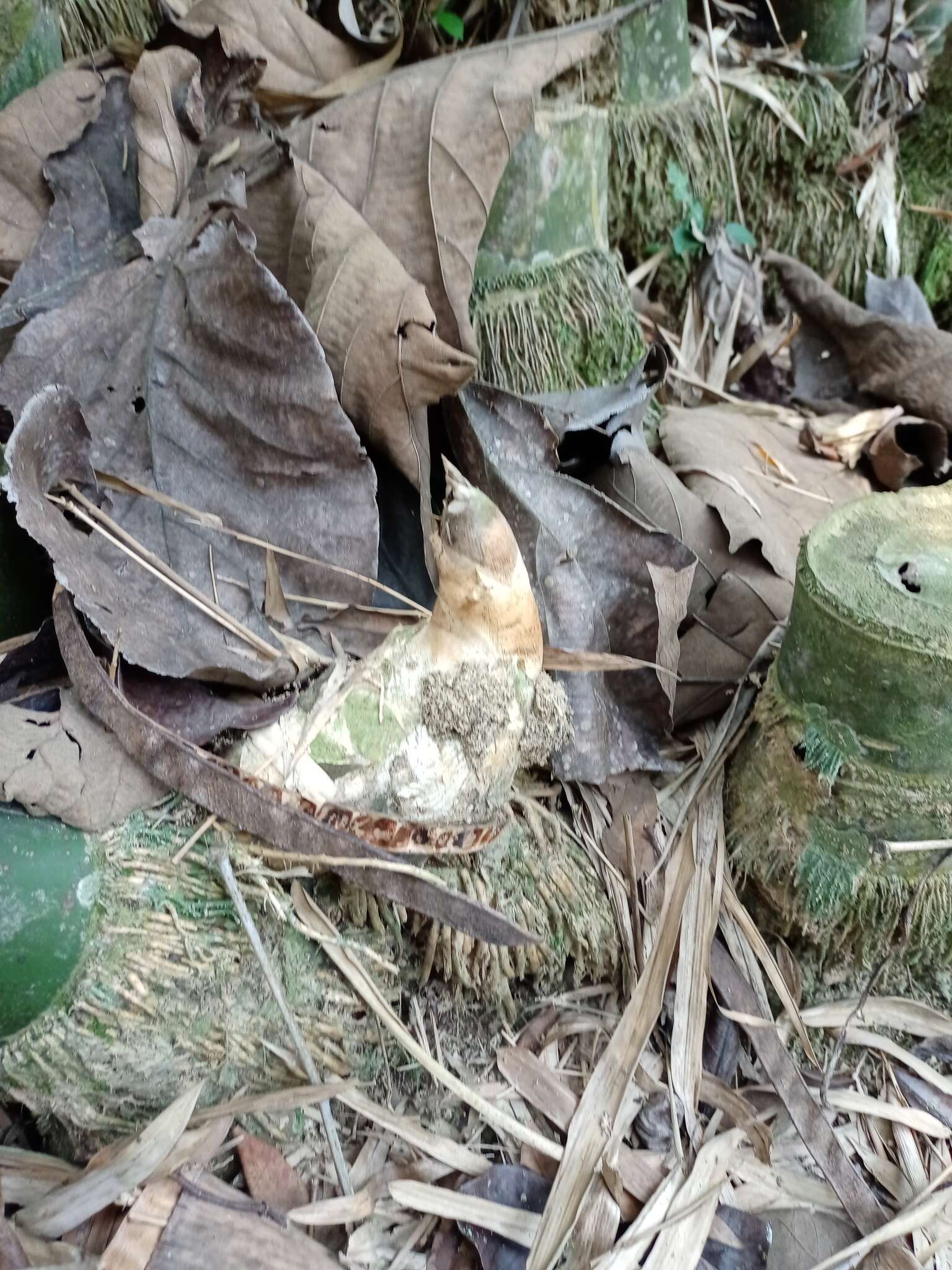 Image of Indian Thorny Bamboo