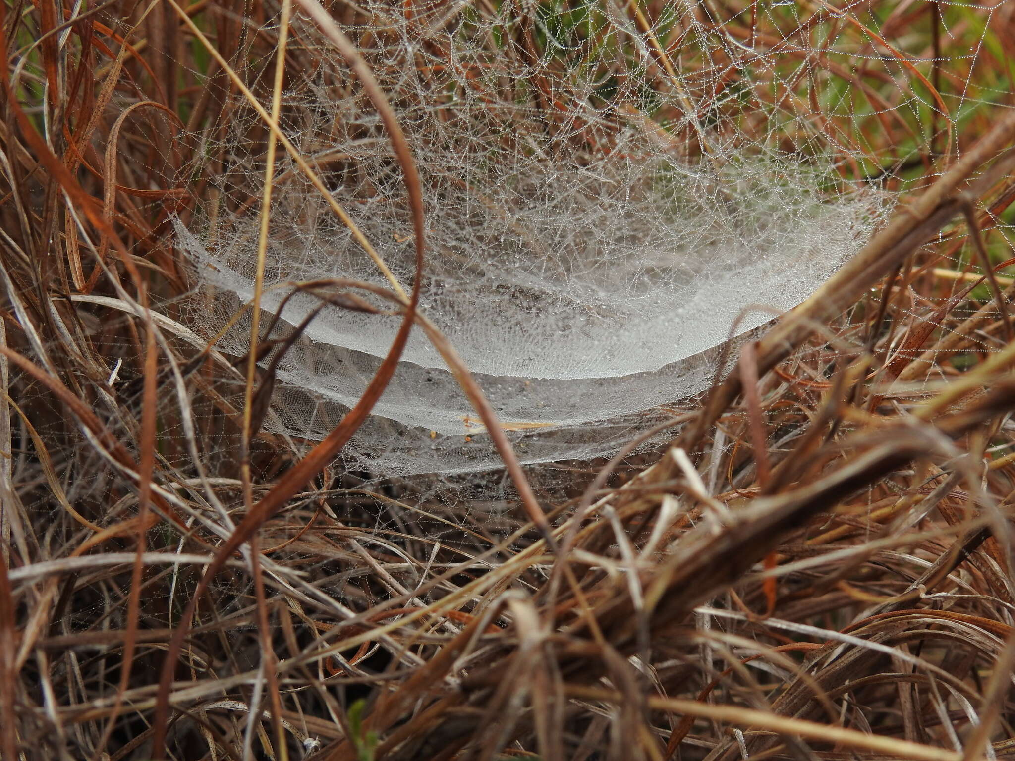 Image of Cyrtobill darwini Framenau & Scharff 2009