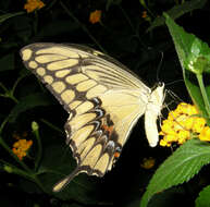 Image of Eastern Giant Swallowtail