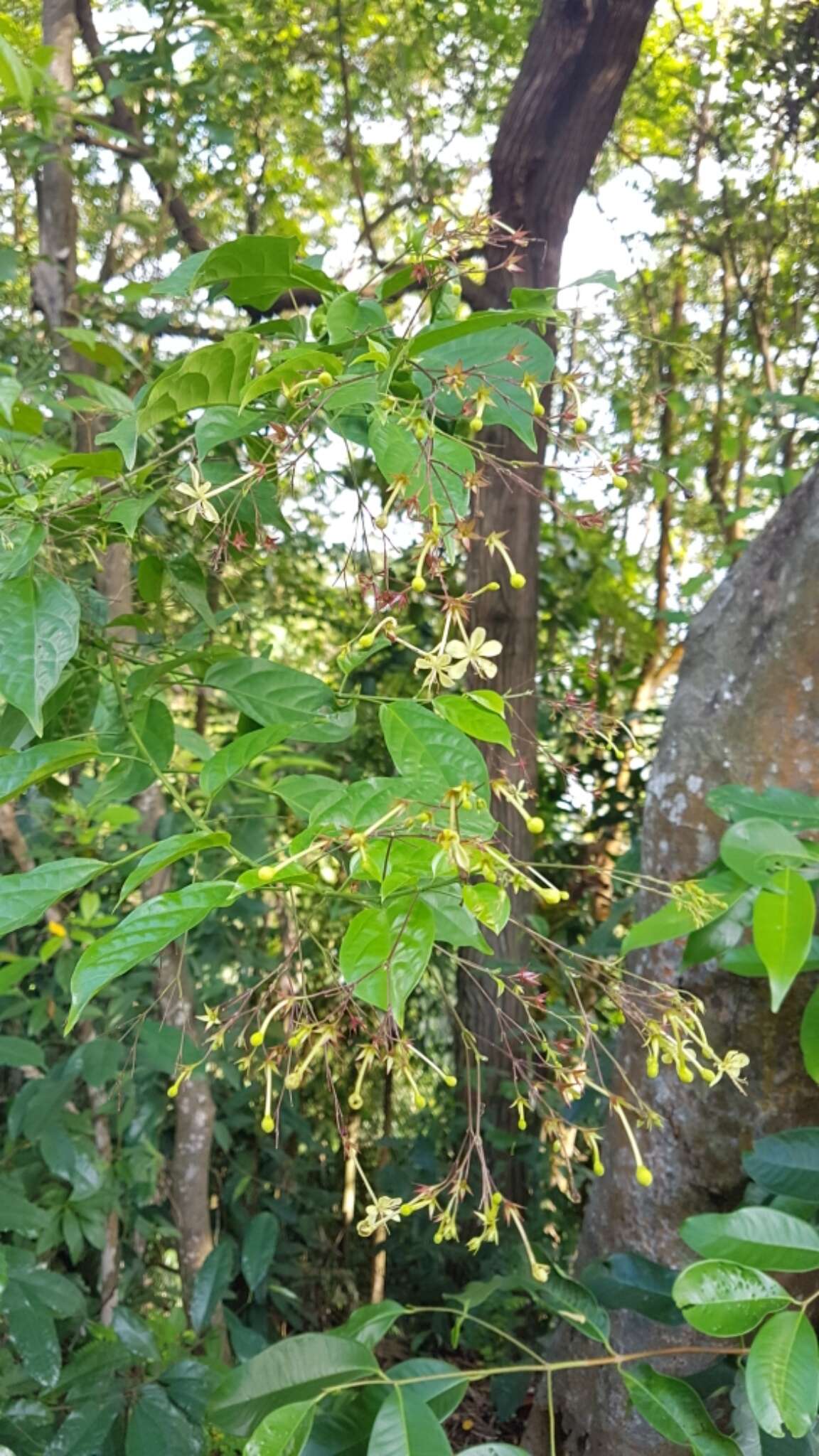 Sivun Clerodendrum laevifolium Blume kuva