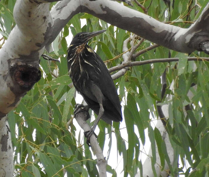 Image of Black Bittern