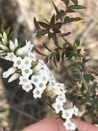 Image of Epacris obtusifolia Sm.