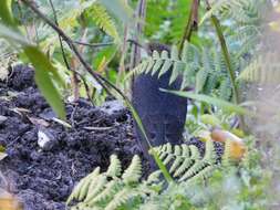 Image of Long-billed Thrush