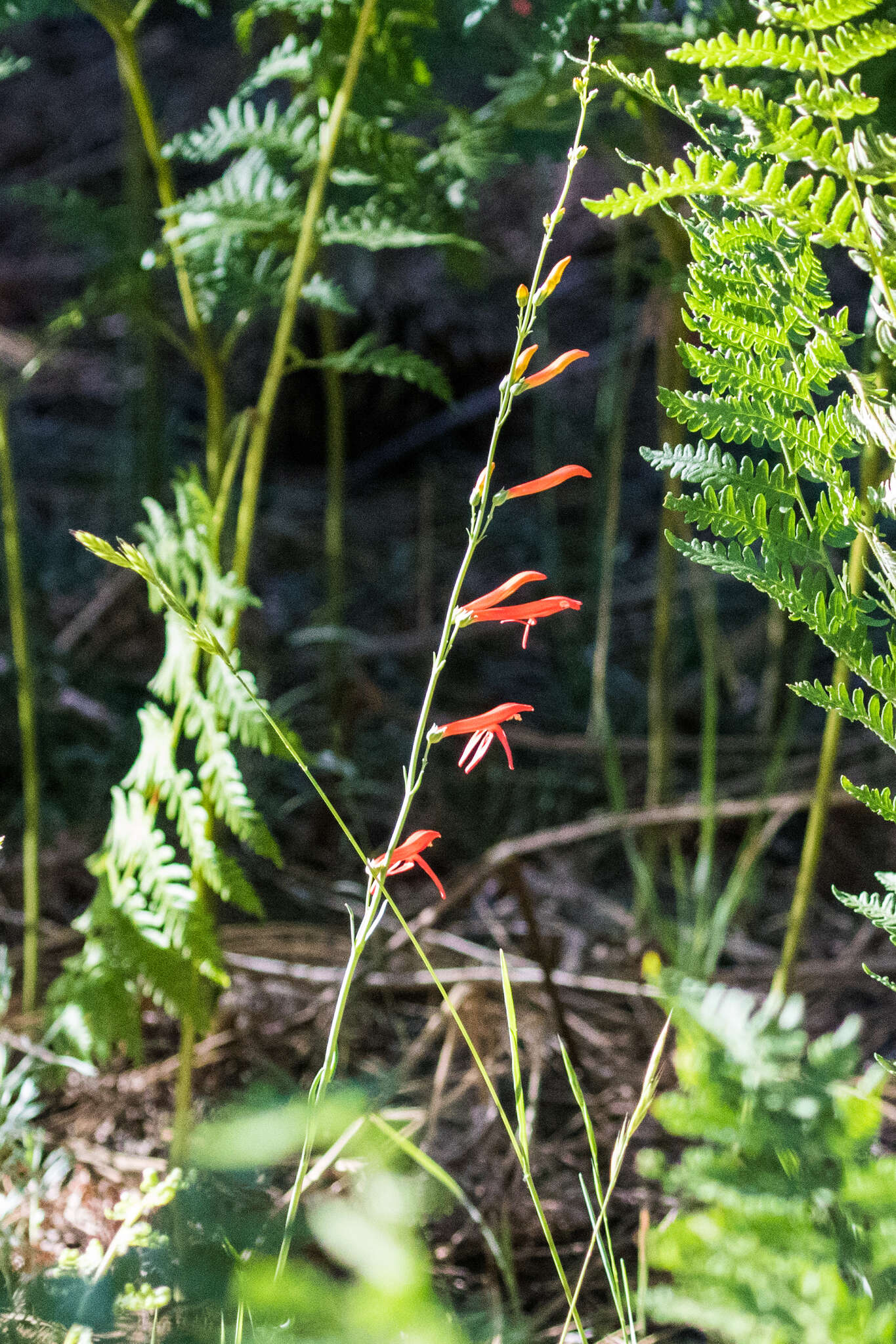 Sivun Penstemon labrosus (A. Gray) Mast. ex Hook. fil. kuva