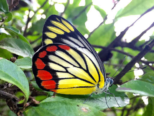 Delias hyparete (Linnaeus 1758) resmi