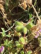 Image of <i>Lupinus <i>microcarpus</i></i> var. microcarpus