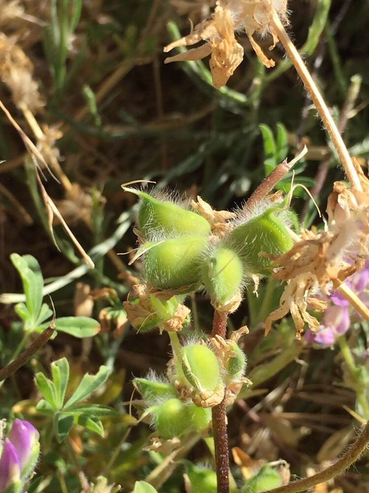 Image of <i>Lupinus <i>microcarpus</i></i> var. microcarpus