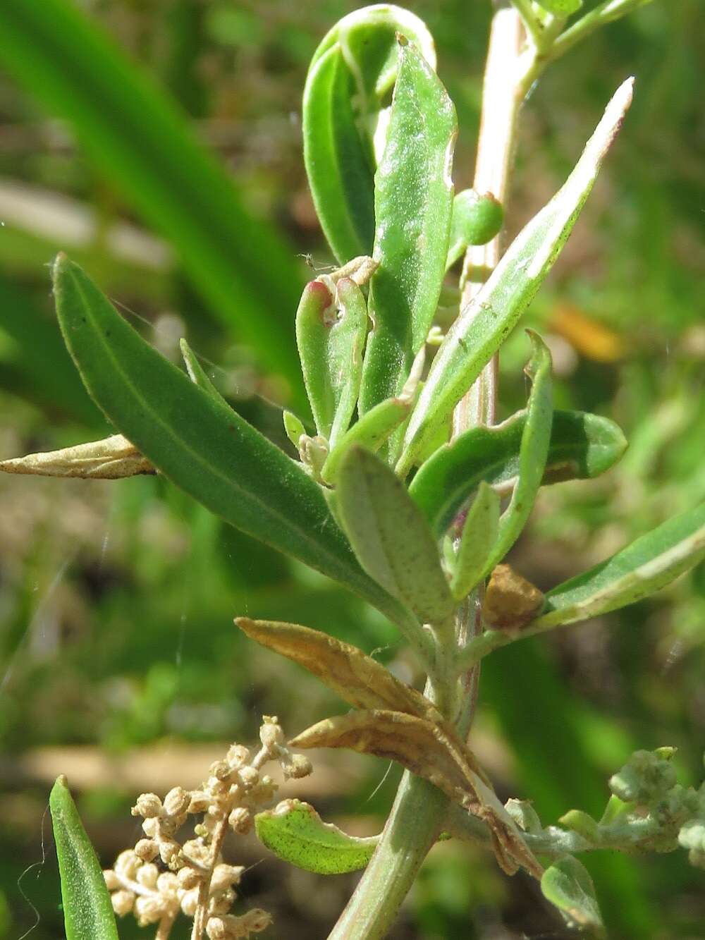 Sivun Chenopodium baccatum Labill. kuva