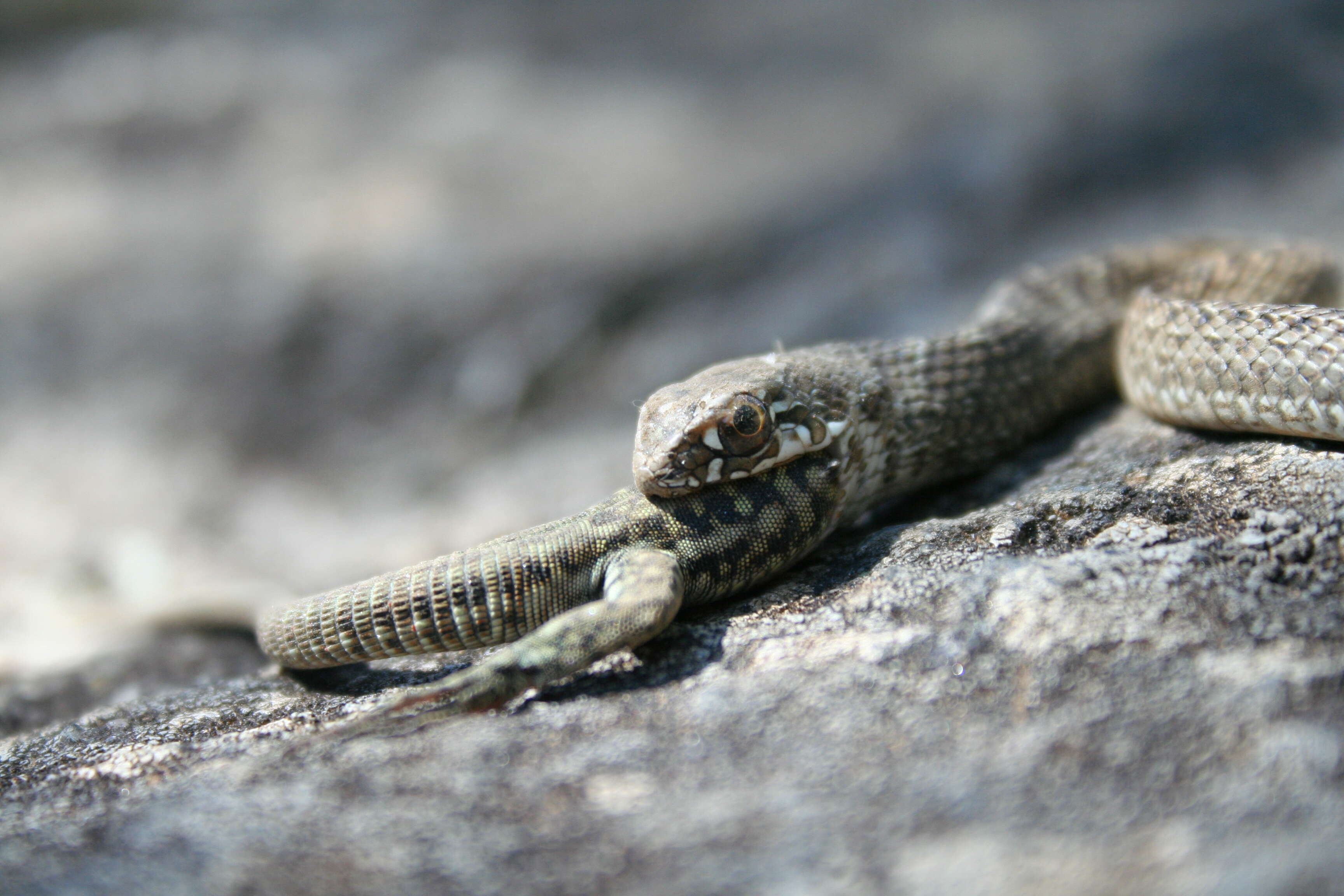 Image of Montpellier Snake