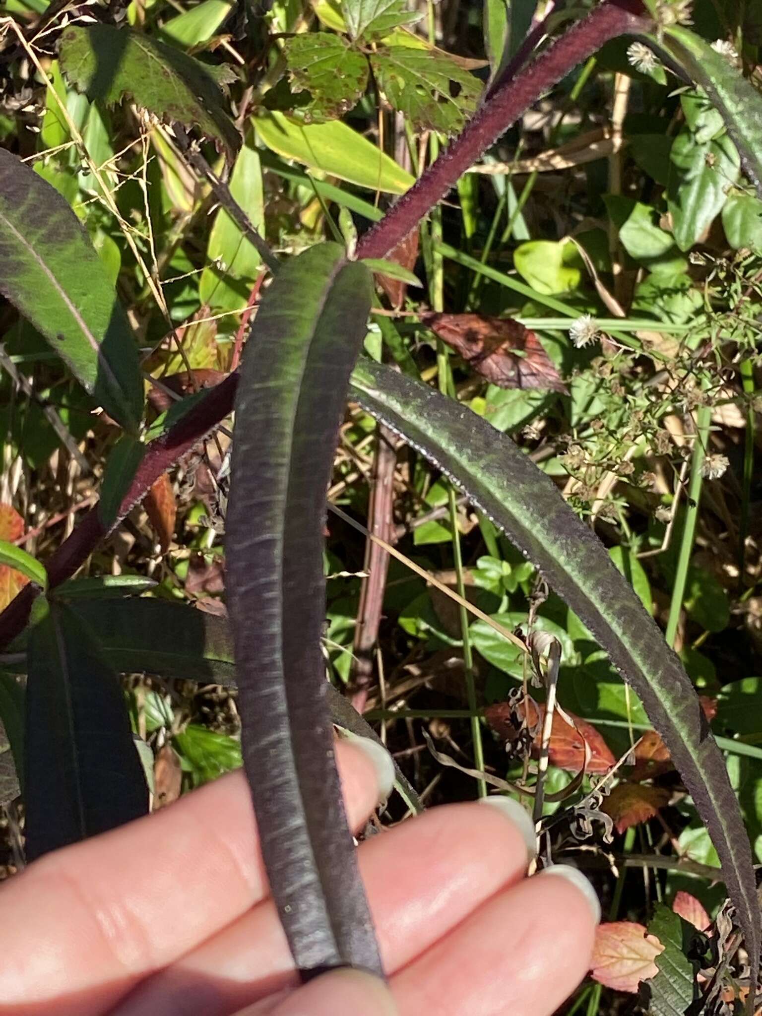 Sivun Helianthus simulans E. E. Watson kuva