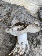 Image of Tricholoma vernaticum Shanks 1996