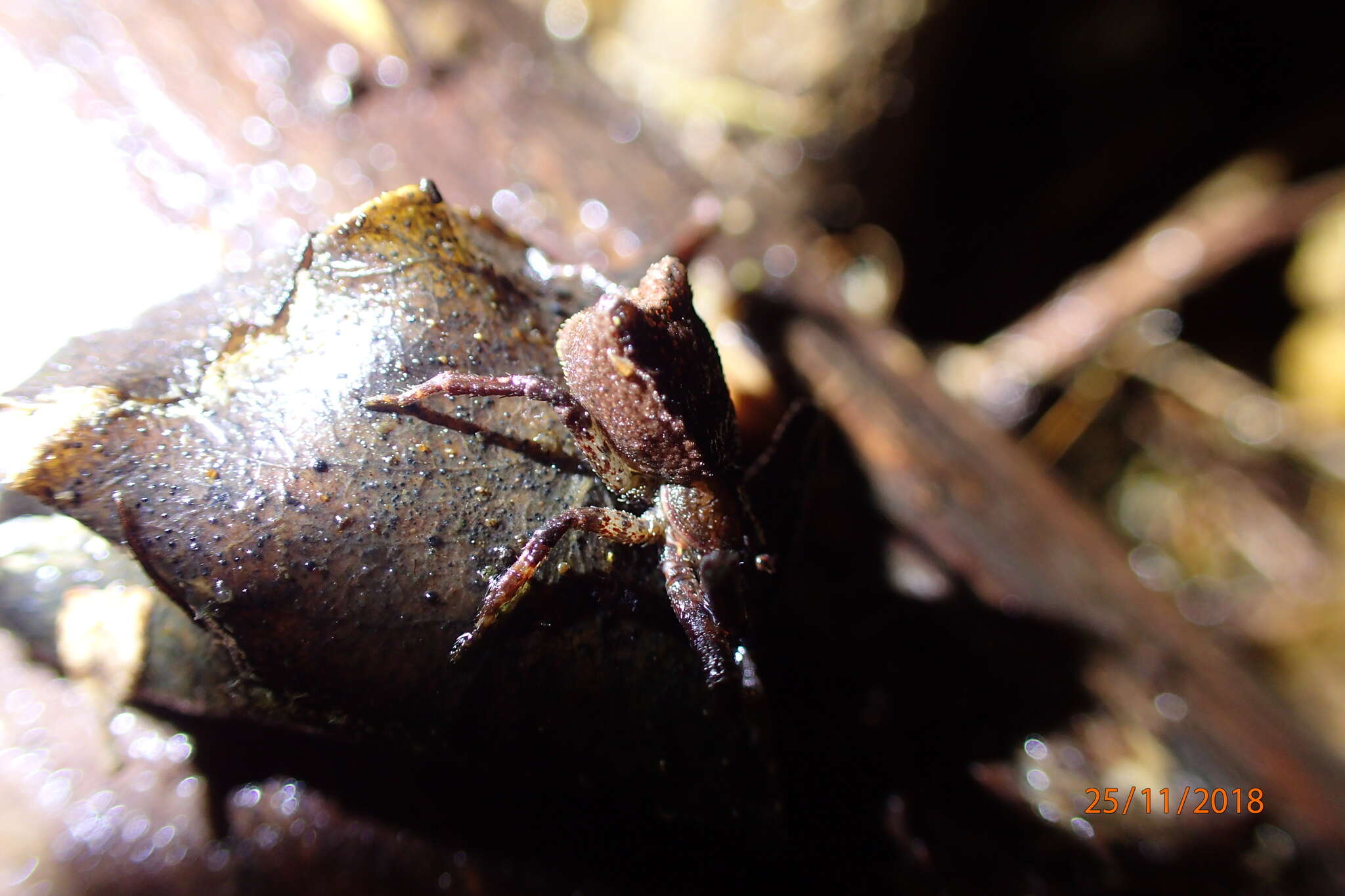 Image of Sidymella angularis (Urquhart 1885)