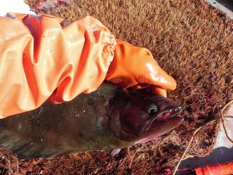 Image of Arrowtooth flounder