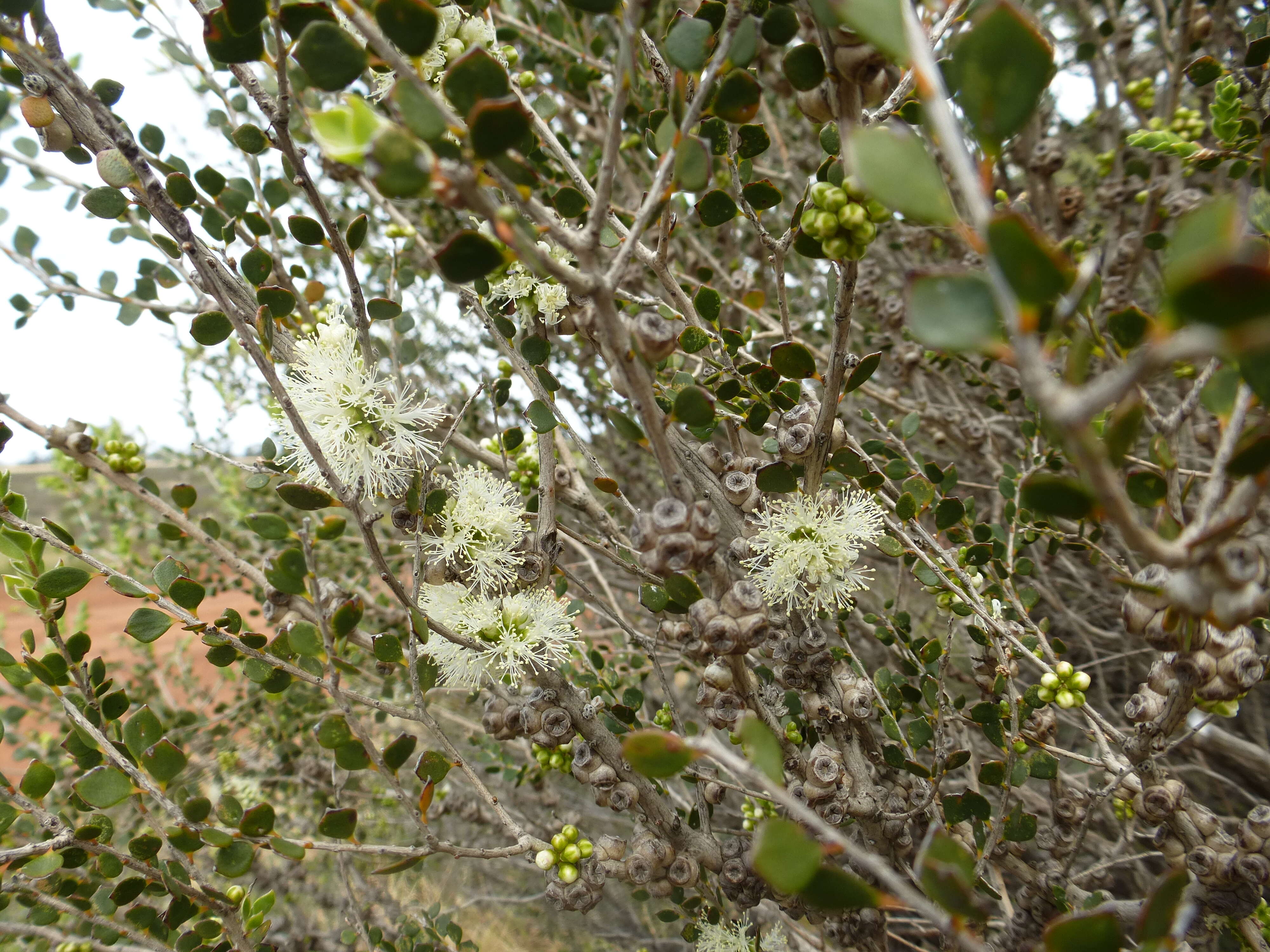 Sivun Melaleuca lateriflora Benth. kuva