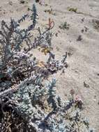 Image of Otanthus maritimus subsp. maritimus