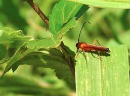 Image of Oberea fuscipennis (Chevrolat 1852)