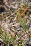 Image of Woodland False Buttonweed