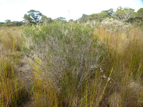 Image de Melaleuca lateritia Otto & Dietr.