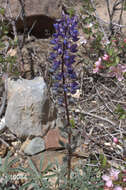 Sivun Lupinus nevadensis A. Heller kuva