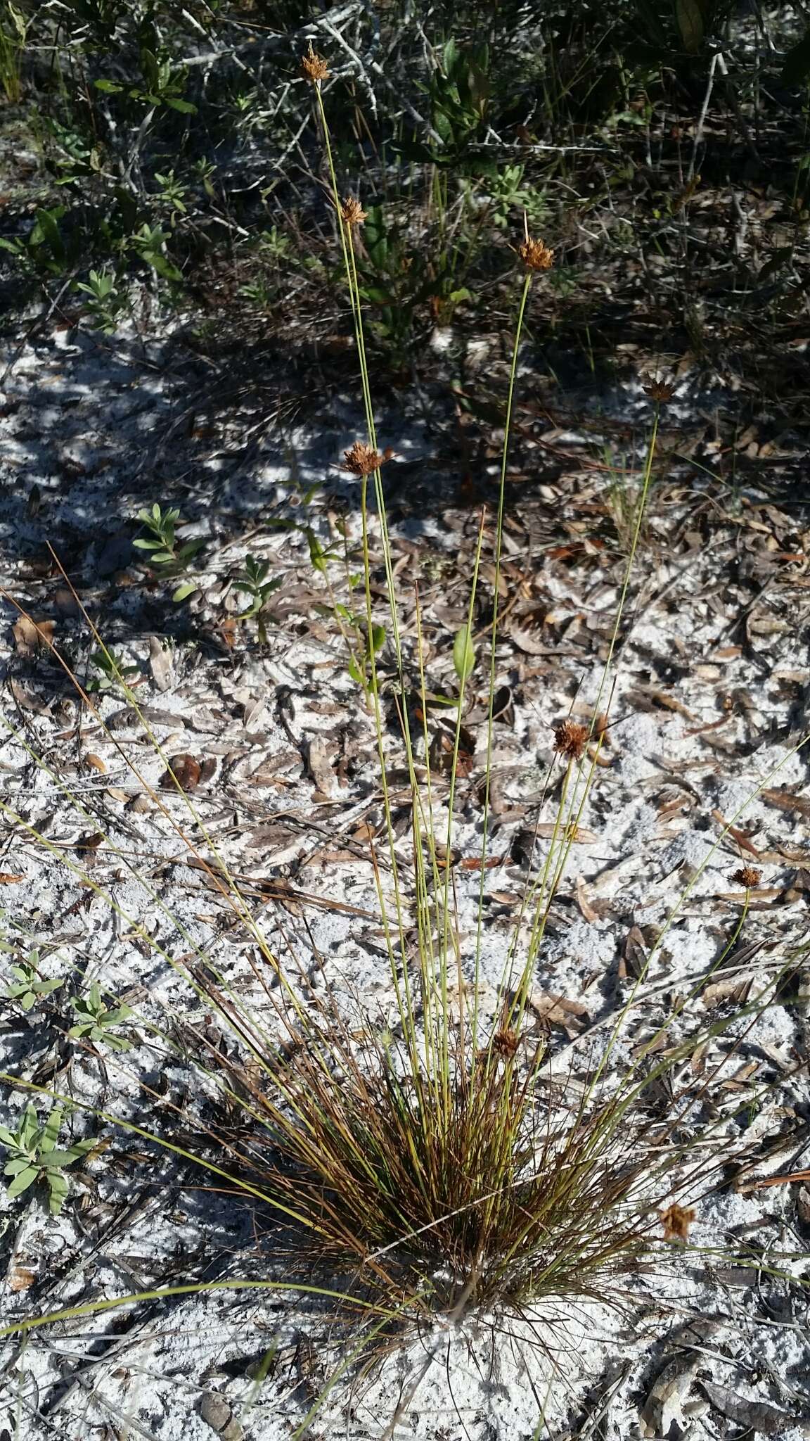 Plancia ëd Bulbostylis warei (Torr.) C. B. Clarke