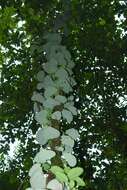 Image of Aristolochia amara (Aublet) O. Poncy