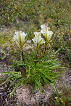 Image of arctic gentian