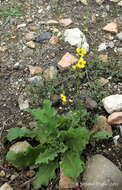 Image of wavyleaf mullein