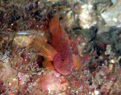 Image of Orange reef-goby