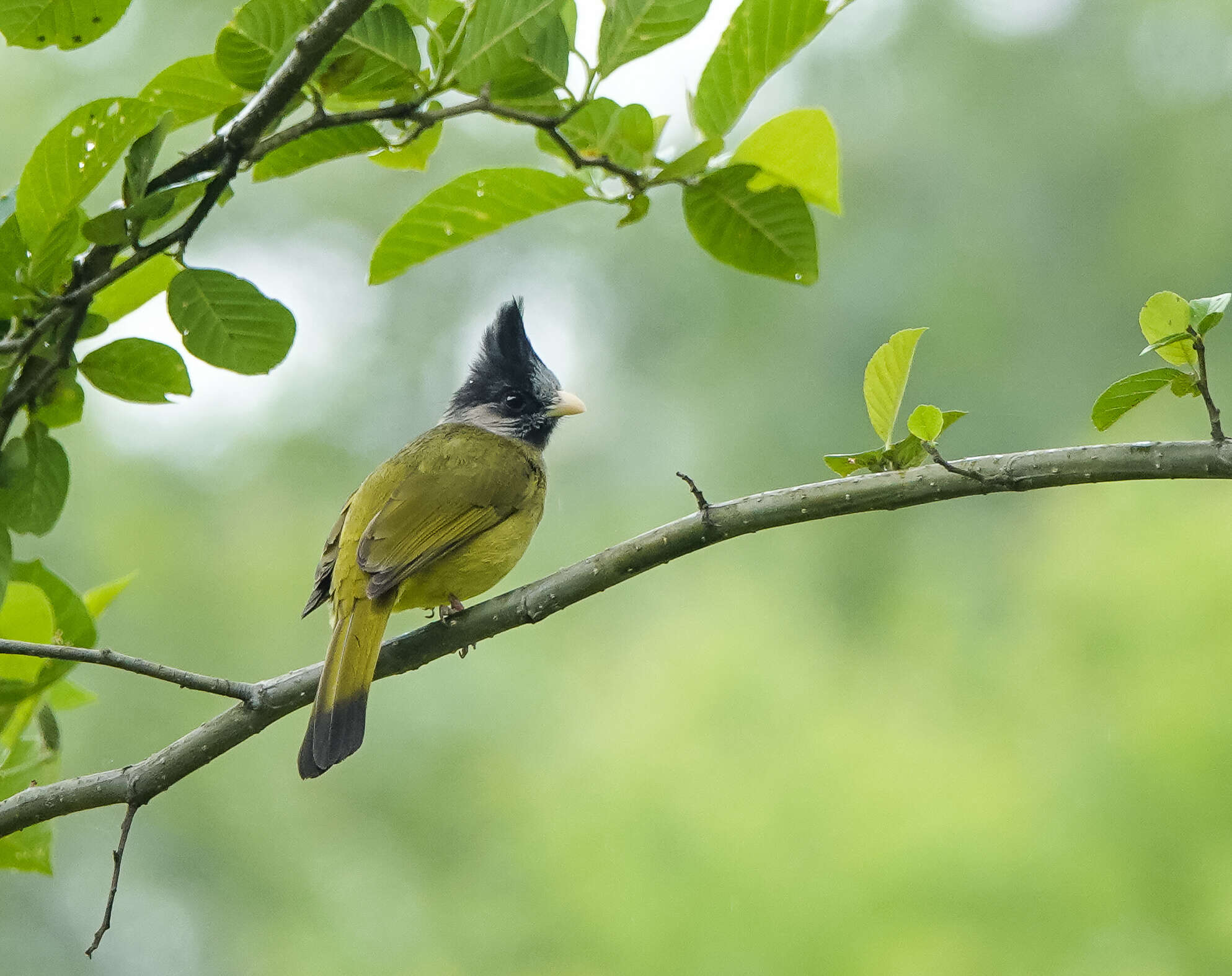 Image of Crested Finchbill