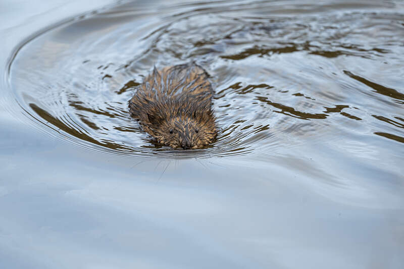 Image of Ondatra zibethicus zibethicus