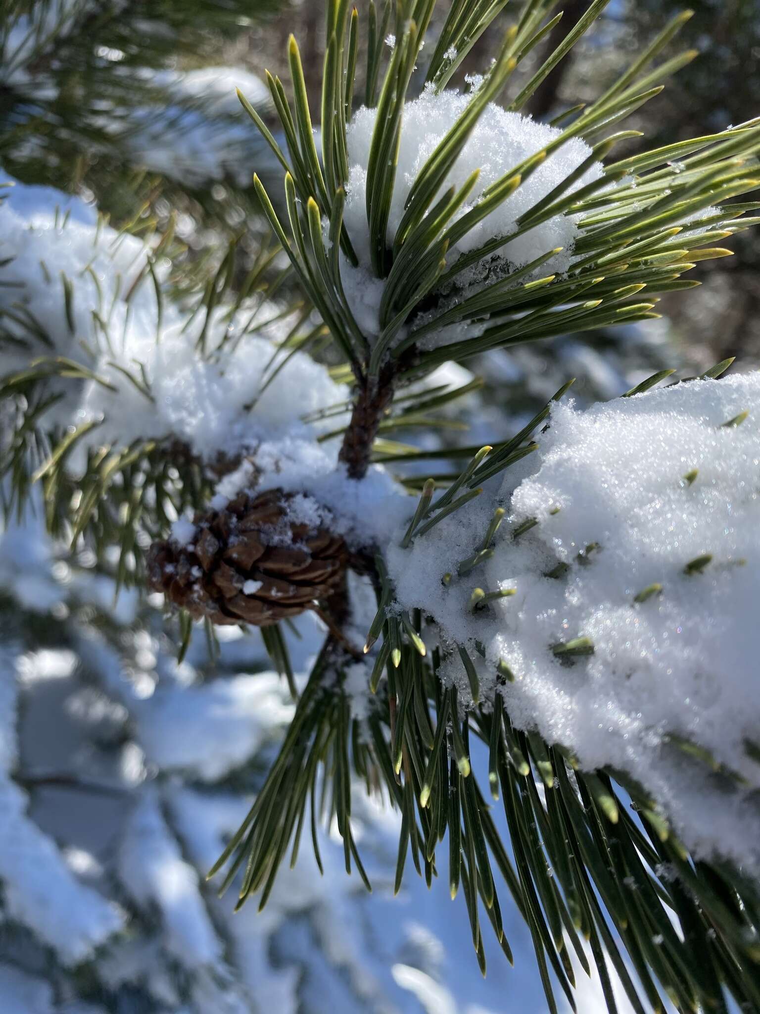 صورة Pinus uncinata Ramond ex DC.