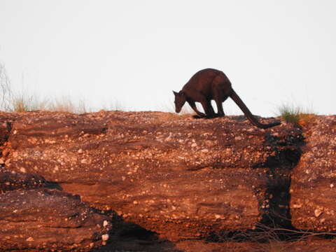 Image of black wallaroo