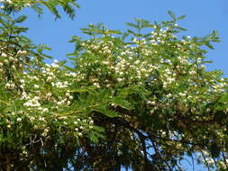 Image of Vachellia sieberiana (DC.) Kyal. & Boatwr.