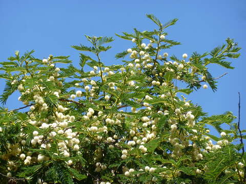 Image of Vachellia sieberiana (DC.) Kyal. & Boatwr.