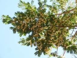 Image of Vachellia sieberiana (DC.) Kyal. & Boatwr.